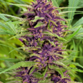 Selling: AK48 Autoflowering Cannabis Seeds | WeedSeedShop UK