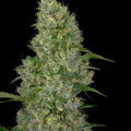 Selling: Amnesia Feminized Cannabis Seeds | WeedSeedShop UK