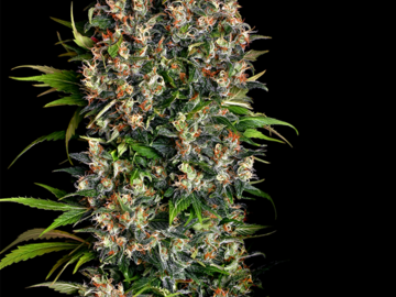 Vente: K-Train Feminized Cannabis Seeds | WeedSeedShop UK