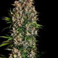 Selling: K-Train Feminized Cannabis Seeds | WeedSeedShop UK