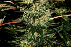 Vente: Trainwreck Feminized Cannabis Seeds | WeedSeedShop UK