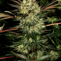 Selling: Trainwreck Feminized Cannabis Seeds | WeedSeedShop UK