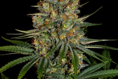 Selling: Diesel CBD Feminized Cannabis Seeds | WeedSeedShop UK