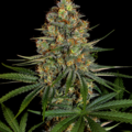 Vente: Diesel CBD Feminized Cannabis Seeds | WeedSeedShop UK