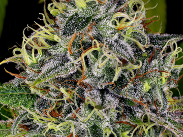 Venta: Swiss Dream Autoflowering Cannabis Seeds | WeedSeedShop