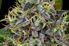 Vente: Swiss Dream Autoflowering Cannabis Seeds | WeedSeedShop