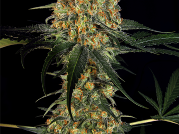 Selling: Kush CBD Feminized Cannabis Seeds | WeedSeedShop UK