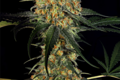 Vente: Kush CBD Feminized Cannabis Seeds | WeedSeedShop UK