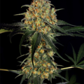 Venta: Kush CBD Feminized Cannabis Seeds | WeedSeedShop UK