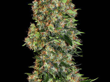 Selling: Top 44 Autoflowering Cannabis Seeds | WeedSeedShop UK