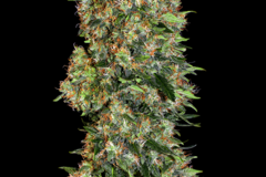 Selling: Top 44 Autoflowering Cannabis Seeds | WeedSeedShop UK