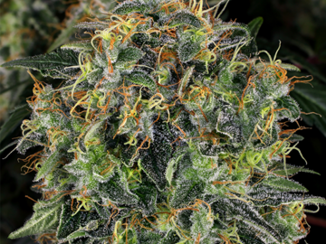 Selling: Auto CBD Autoflowering Cannabis Seeds | WeedSeedShop UK