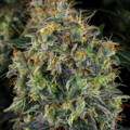 Selling: Auto CBD Autoflowering Cannabis Seeds | WeedSeedShop UK