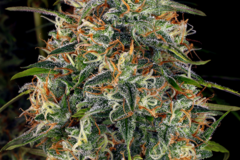 Selling: Critical Kush Feminized Cannabis Seeds | WeedSeedShop UK
