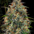 Selling: Critical Kush Feminized Cannabis Seeds | WeedSeedShop UK