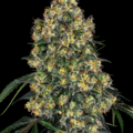 Vente: Gelato #51 Feminized Cannabis Seeds | WeedSeedShop UK