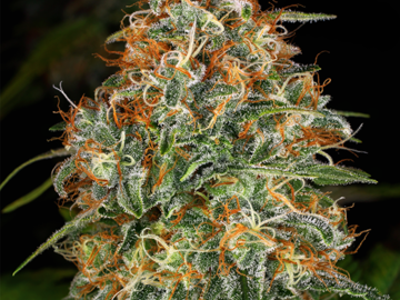 Providing ($): Girl Scout Cookies Feminized Seeds | GSC | WeedSeedShop UK