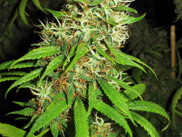 Banana OG Kush Feminized Cannabis Seeds | WeedSeedShop UK