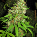 Vente: Banana OG Kush Feminized Cannabis Seeds | WeedSeedShop UK