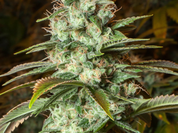 Selling: Gorilla Haze Feminized Cannabis Seeds | WeedSeedShop UK