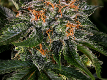 Selling: OG Kush Autoflowering Cannabis Seeds | WeedSeedShop UK