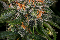 Selling: OG Kush Autoflowering Cannabis Seeds | WeedSeedShop UK