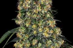 Gelato #51 Feminized Cannabis Seeds | WeedSeedShop UK
