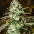 Selling: Gorilla Haze Feminized Cannabis Seeds | WeedSeedShop UK