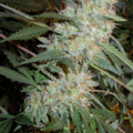 Venta: Purple Bud Feminized Seeds WeedSeedShop