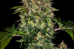 Selling: OG Kush Feminized Cannabis Seeds | WeedSeedShop UK