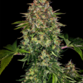 OG Kush Feminized Cannabis Seeds | WeedSeedShop UK
