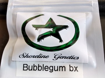 Providing ($): Bubblegum bx