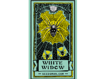 Vente: White Widow Regular Seeds