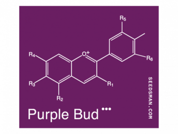 Selling: Purple Bud Regular