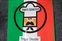 Vente: Tino's Genetics