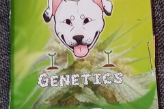 Selling: Kineo's Genetics