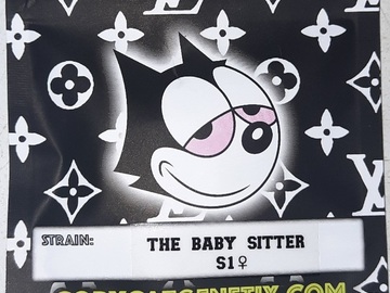 Sell: The Babysitter S1  Copycat Genetics Original