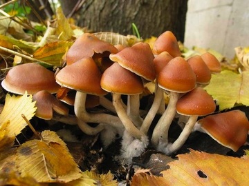Vente: Psilocybe Azurescens mycelium