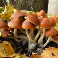 Selling: Psilocybe Azurescens mycelium