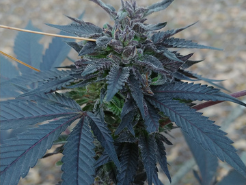 Selling: 36 OG - Black Cold Weather Outdoor Weather Pheno