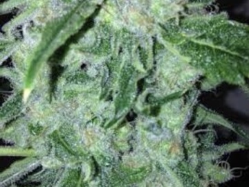 Providing ($): Swamp Skunk 47 S1 (8 Feminized seeds per pack) *Limited Release*