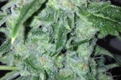 Providing ($): Swamp Skunk 47 S1 (8 Feminized seeds per pack) *Limited Release*