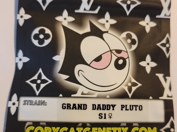 Sell: Grand Daddy Pluto S1 Copycat Genetics Fems