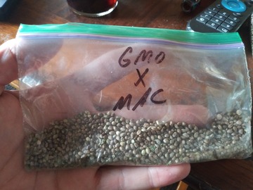 Providing ($): GMO X MAC