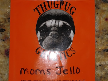 Providing ($): Thug Pug - Mom's Jello RARE