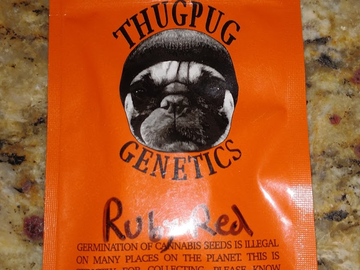 Providing ($): Thug Pug - Ruby Red RARE