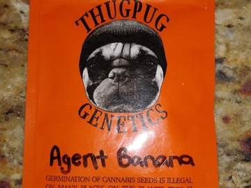 Providing ($): Thug Pug - Agent Banana RARE