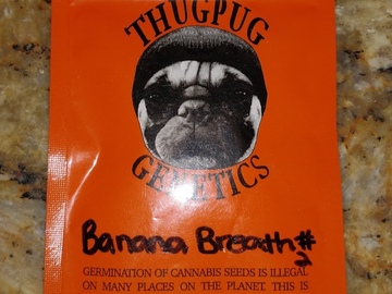 Providing ($): Thug Pug - Banana Breath #2 RARE