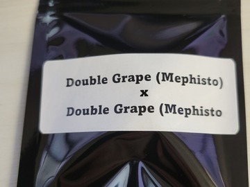 Providing ($): Double Grape x Double Grape - Mephisto Genetics, Auto Fems 10
