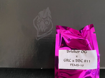Providing ($): Square One Genetics - Brisker OG x GRC x BBC #11